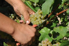 Vendanges Manuelles