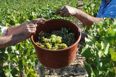 Vendanges Manuelles