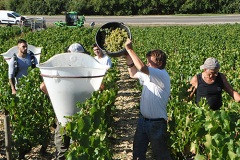 Vendanges Manuelles