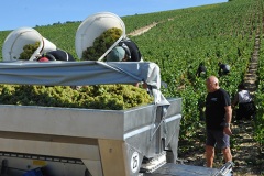 Vendanges Manuelles